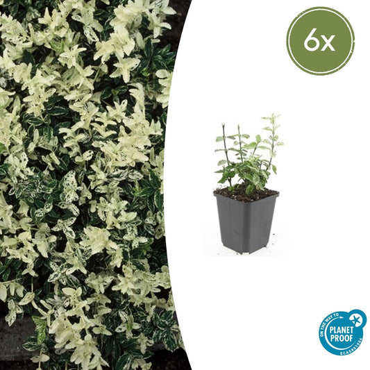 6x Euonymus fort. 'Harlequin' - ↕10-25cm - Ø9cm - Pflanzfix24.de - Pflanzfix24.de