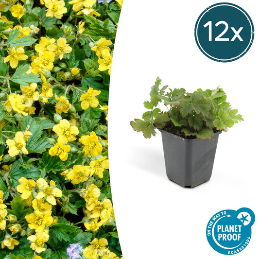 12x Waldsteinia ternata Bodendecker 10-25cm Ø9cm | Pflanzfix24.de - Pflanzfix24.de