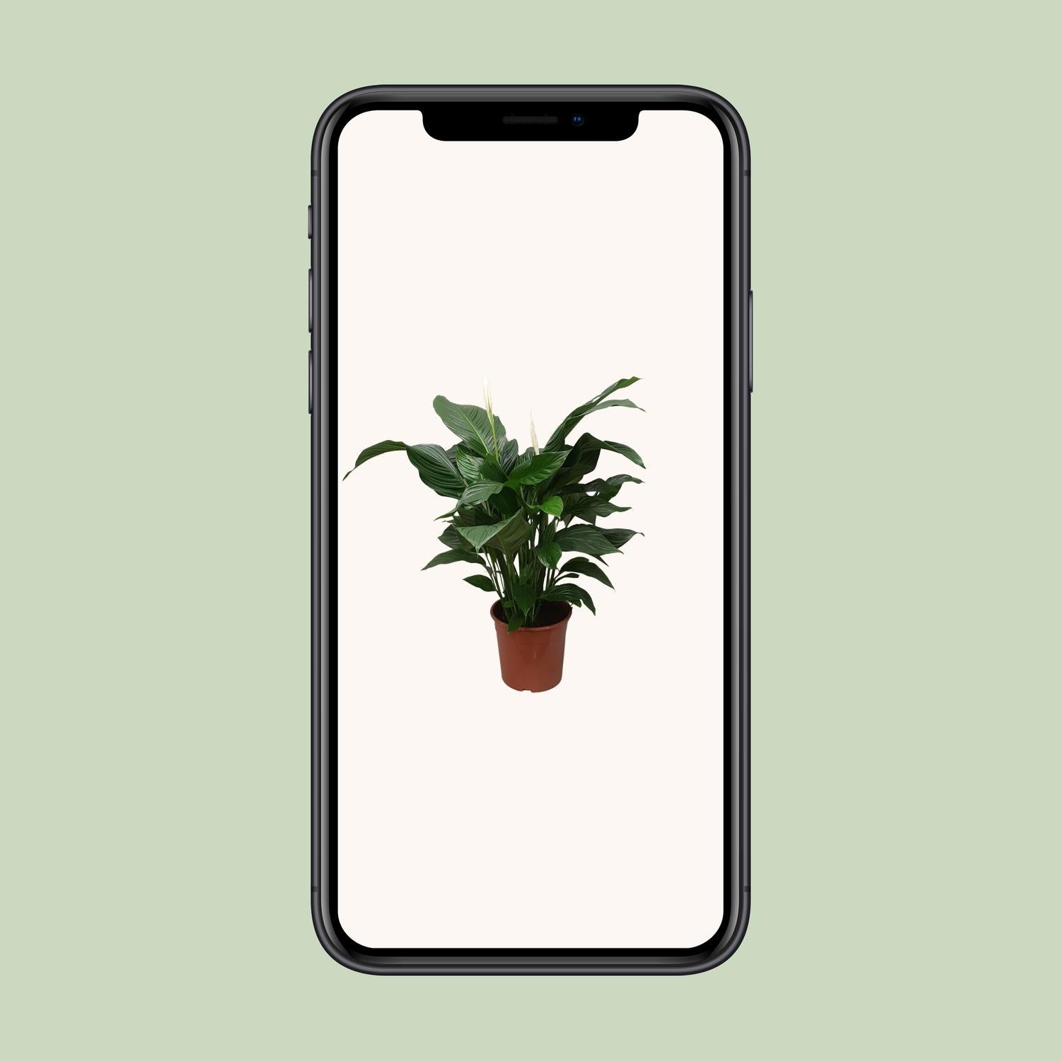 Spathiphyllum Sweet Silvana Ø24cm – elegante Friedenslilie | pflanzfix24.de - Pflanzfix24.de