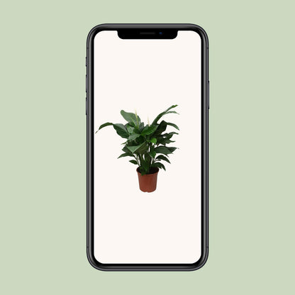 Spathiphyllum Sweet Silvana Ø24cm – elegante Friedenslilie | pflanzfix24.de - Pflanzfix24.de