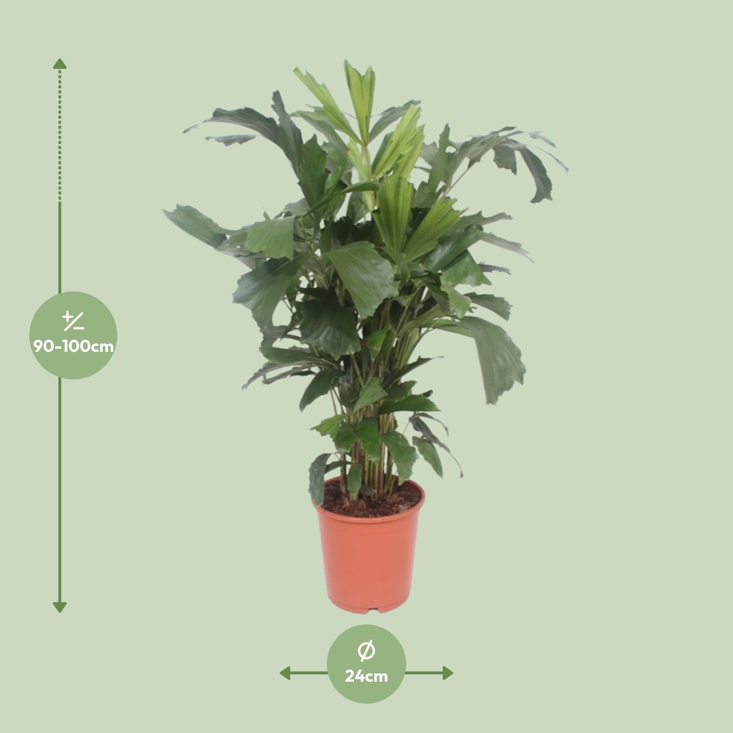 Caryota Mitis - Ø24cm - ↕110cm bei Pflanzfix24.de - Pflanzfix24.de