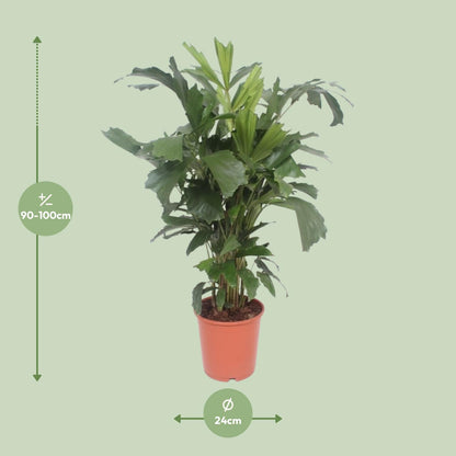 Caryota Mitis - Ø24cm - ↕110cm bei Pflanzfix24.de - Pflanzfix24.de