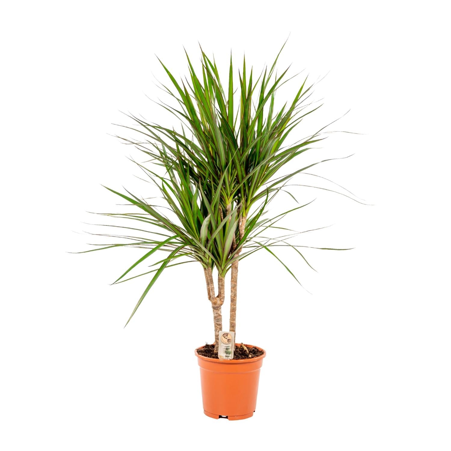 Dracaena Marginata - Ø17cm - ↕90cm bei Pflanzfix24.de - Pflanzfix24.de