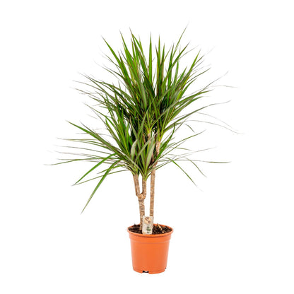 Dracaena Marginata - Ø17cm - ↕90cm bei Pflanzfix24.de - Pflanzfix24.de