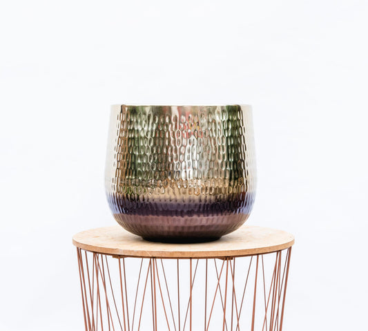 Jenna Gold Pflanze 39x33 cm - kompakt & goldgelb | Pflanzfix24