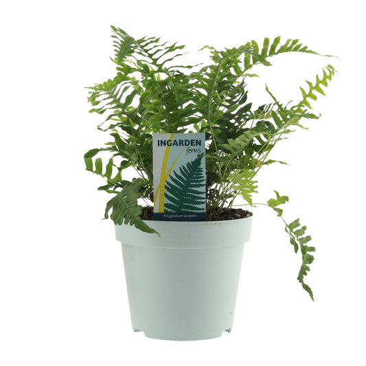 Polypodium Vulgare Farn 40 cm Ø17 – Pflanzfix24.de - Pflanzfix24.de