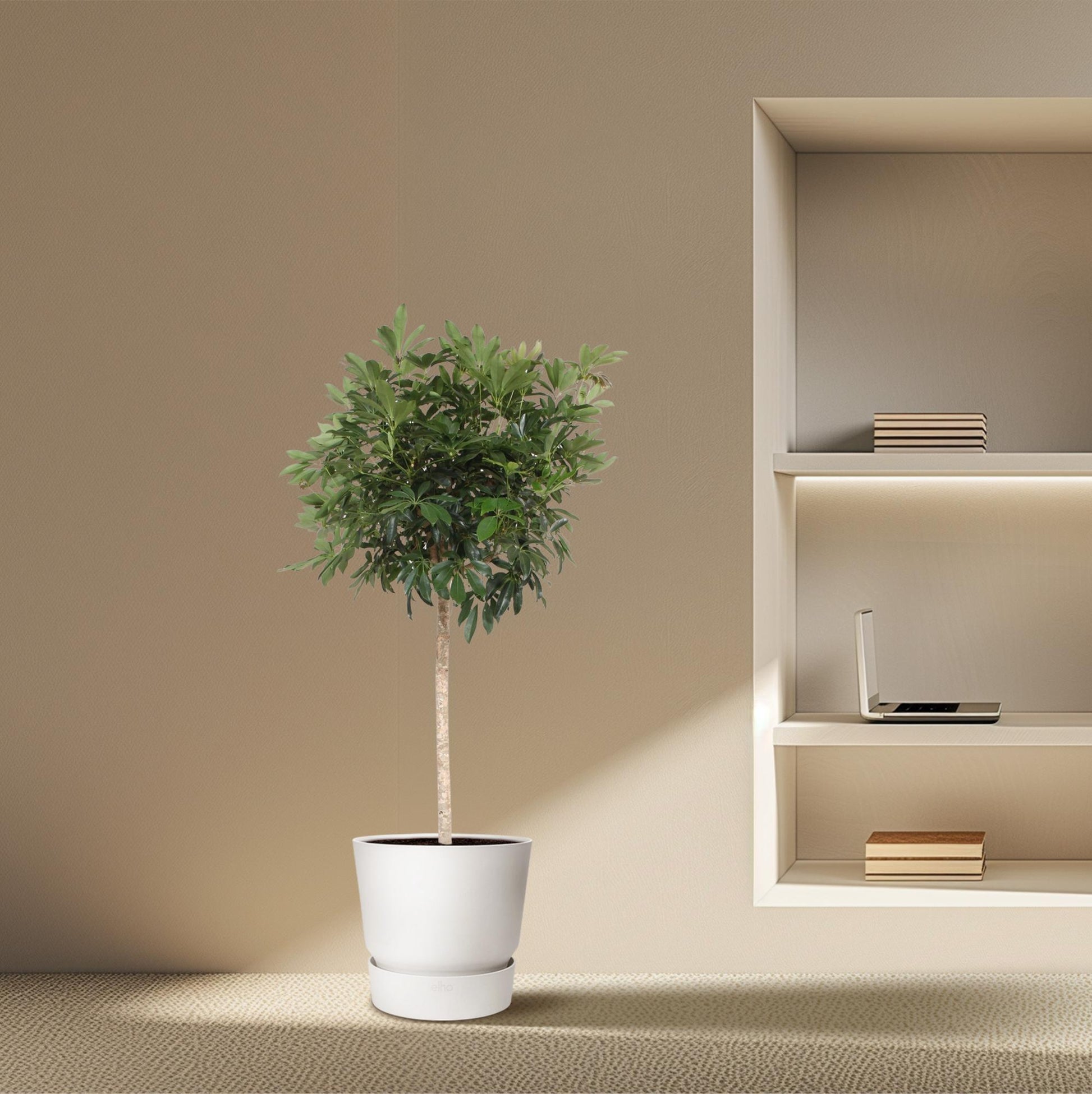 Schefflera Compacta 190 cm Zimmerpflanze – Pflanzfix24.de - Pflanzfix24.de