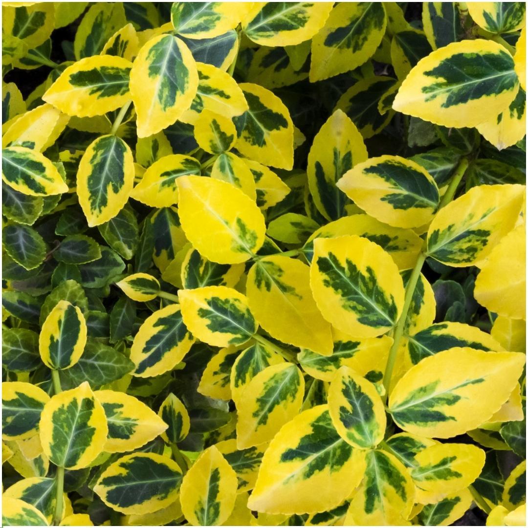 Pflanzfix24 - Winterharte Euonymus fortunei 'Emerald Gold' Hecke - 6er Set
