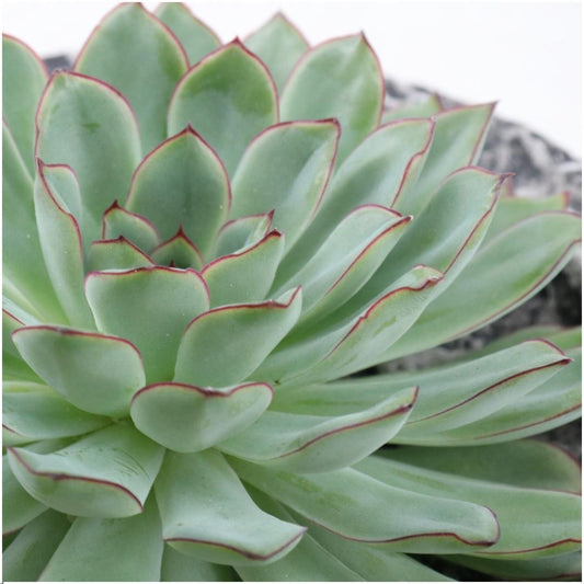 ROOTLESS Echeveria Pulidonis Ø12 cm in Schale Ø20 cm – pflanzfix24