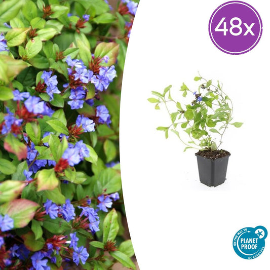 48x Ceratostigma plumbaginoides - ↕10-25cm - Ø9cm - Pflanzfix24