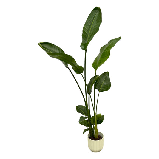 Strelitzia Nicolai 100 cm Ø18 mit elho Vibes Fold Round weiß | Pflanzfix24.de - Pflanzfix24.de