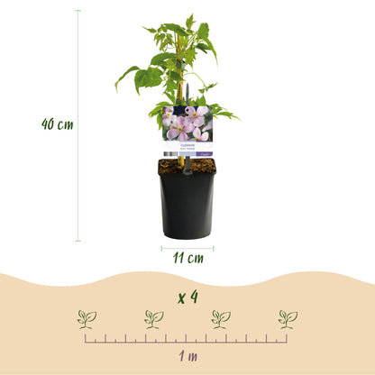 GreenboutiQ - Kletterpflanzen Rainbow - Clematis montana Rubens Hedera helix lonicera Goldflame Campsis madame Galen - Ganzjährig Farbe - 4 Pflanzen - Topf 11cm Höhe 40cm - Pflanzfix24.de