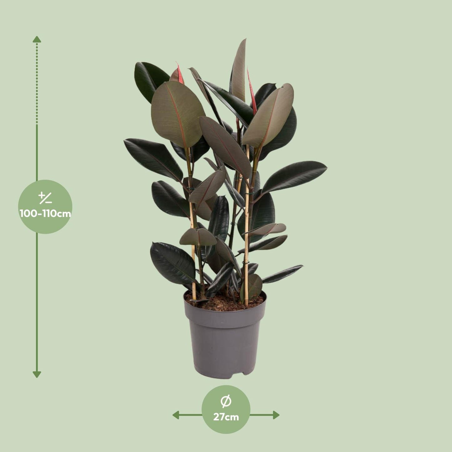 Ficus Elastica Abidjan - Ø27cm - ↕90cm - Pflanzfix24