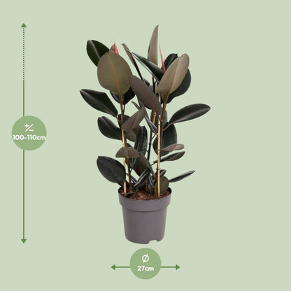 Ficus Elastica Abidjan - Ø27cm - ↕90cm - Pflanzfix24