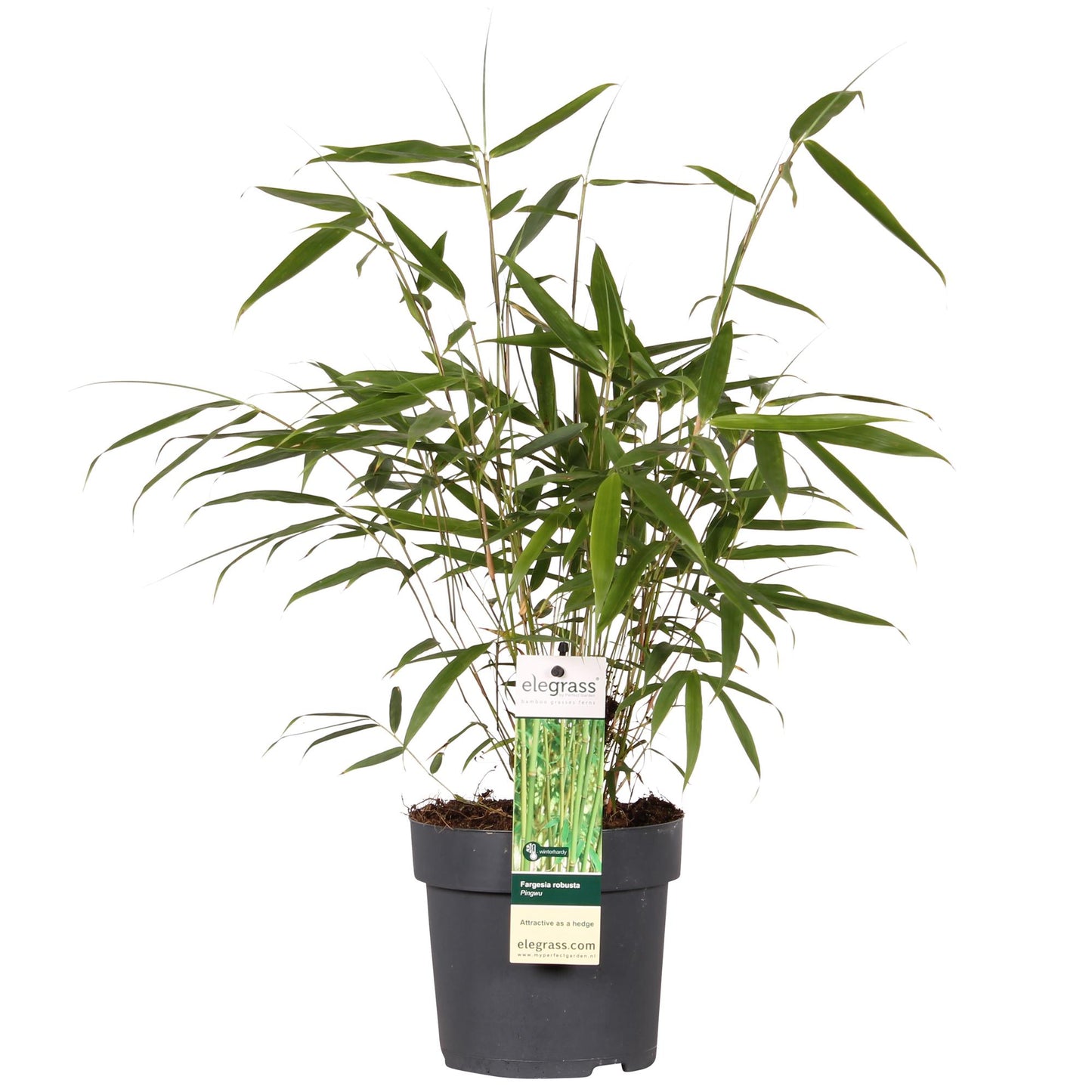 Fargesia Robusta 'Pingwu' - Ø14cm - ↕40cm - Pflanzfix24