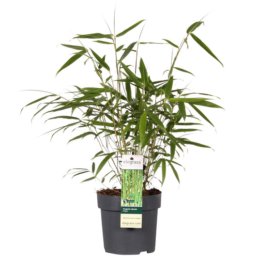 Fargesia Robusta 'Pingwu' - Ø14cm - ↕40cm - Pflanzfix24