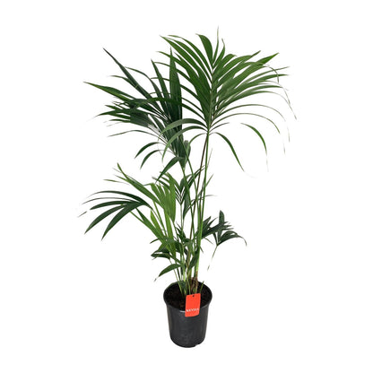 Kentia-Palme - Howea Forsteriana - Ø24cm - ↕130cm - Pflanzfix24