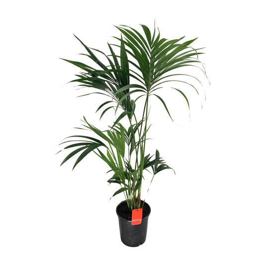 Kentia-Palme - Howea Forsteriana - Ø24cm - ↕130cm - Pflanzfix24