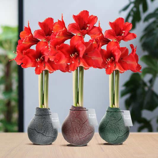 No Water Flowers® Waxz® Marble Mix (3 pack) + Red flower - Pflanzfix24