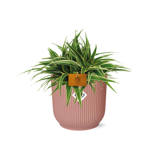 Chlorophytum Ocean 15cm – Spinnenpflanze in ELHO Vibes Fold rosa | Pflanzfix24