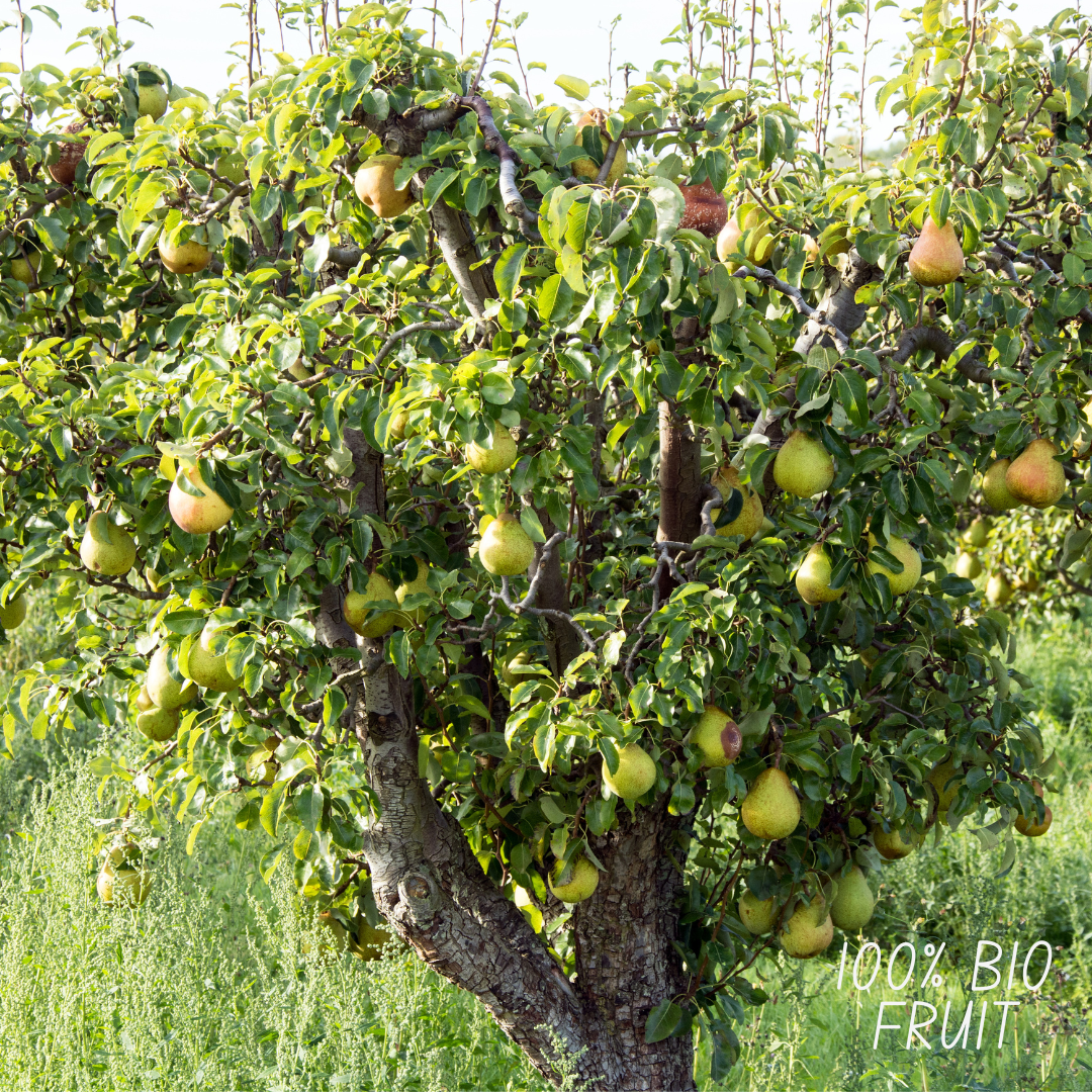Biologischer Apfelbaum Malus Elstar - 20 cm Ø - 60 cm - Pflanzfix24.de - Pflanzfix24.de