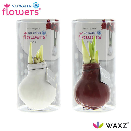 No Water Flowers Waxz Colorz in Koker - 2 Stücke - Ø7 cm - ↕15 cm - Pflanzfix24
