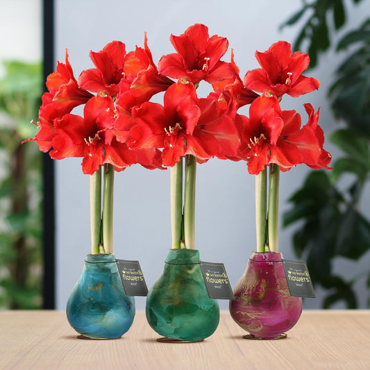 No Water Flowers® Univerz Saturnus Mix (3er Pack) + Rote Blume - Pflanzfix24