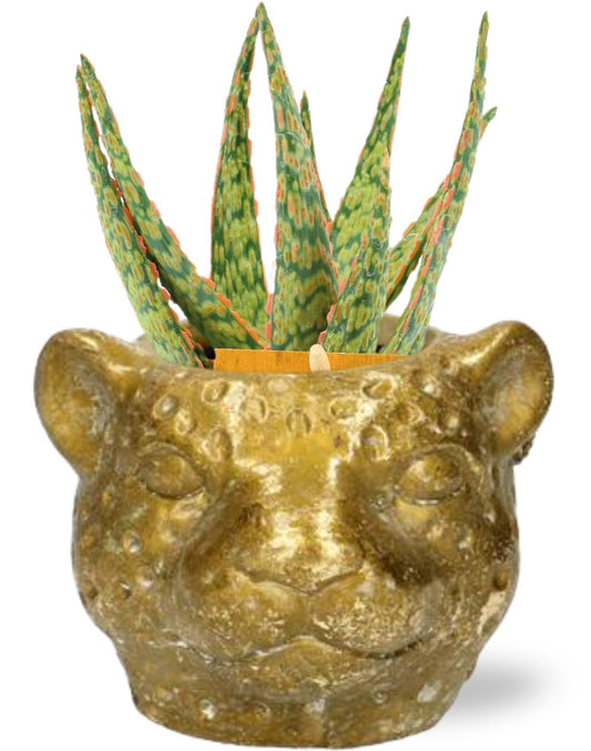 Aloe Hybride + Planter Luipaard - Pflanzfix24.de - Pflanzfix24.de