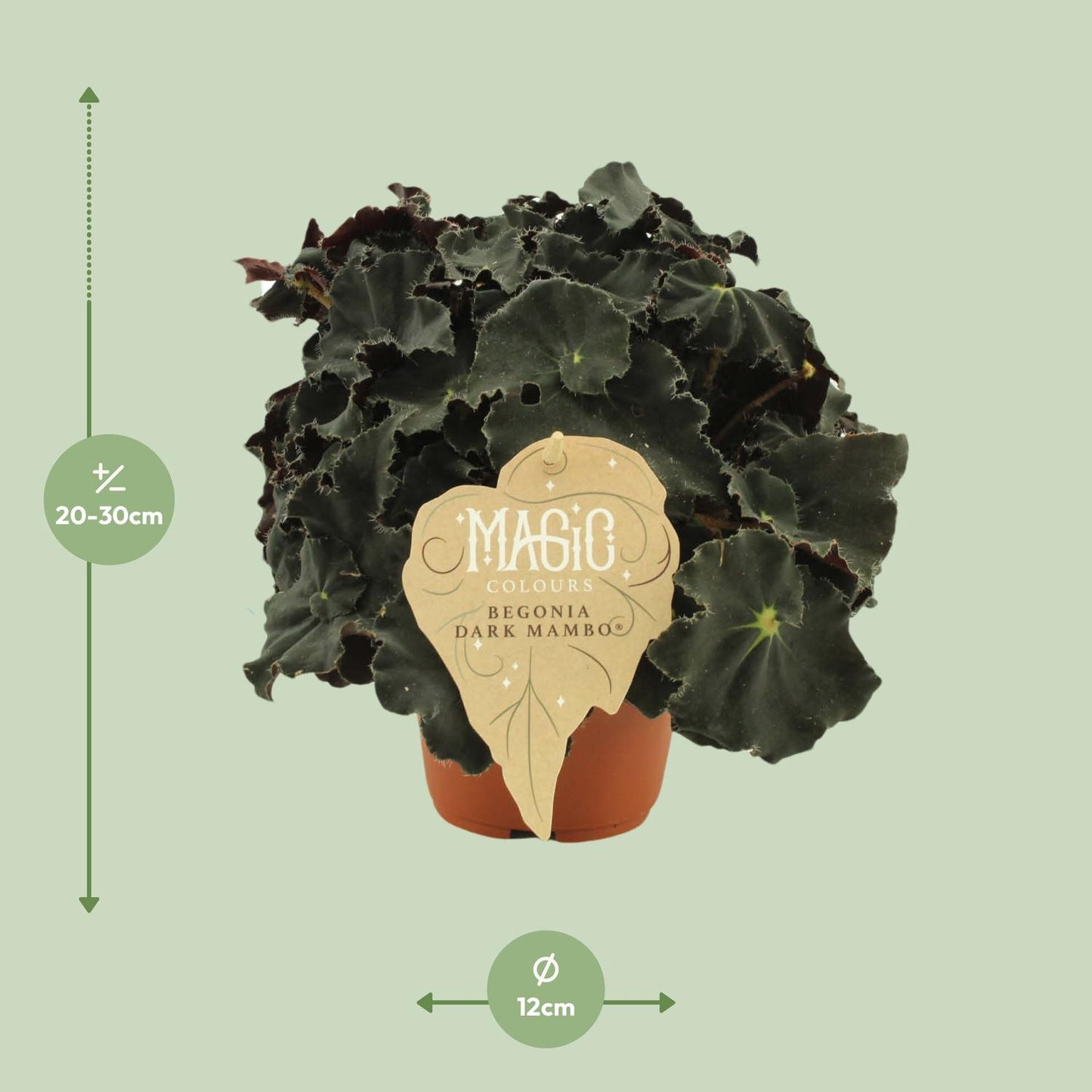 Begonia Rex Dark Mambo - Ø12 ↕25 von Pflanzfix24