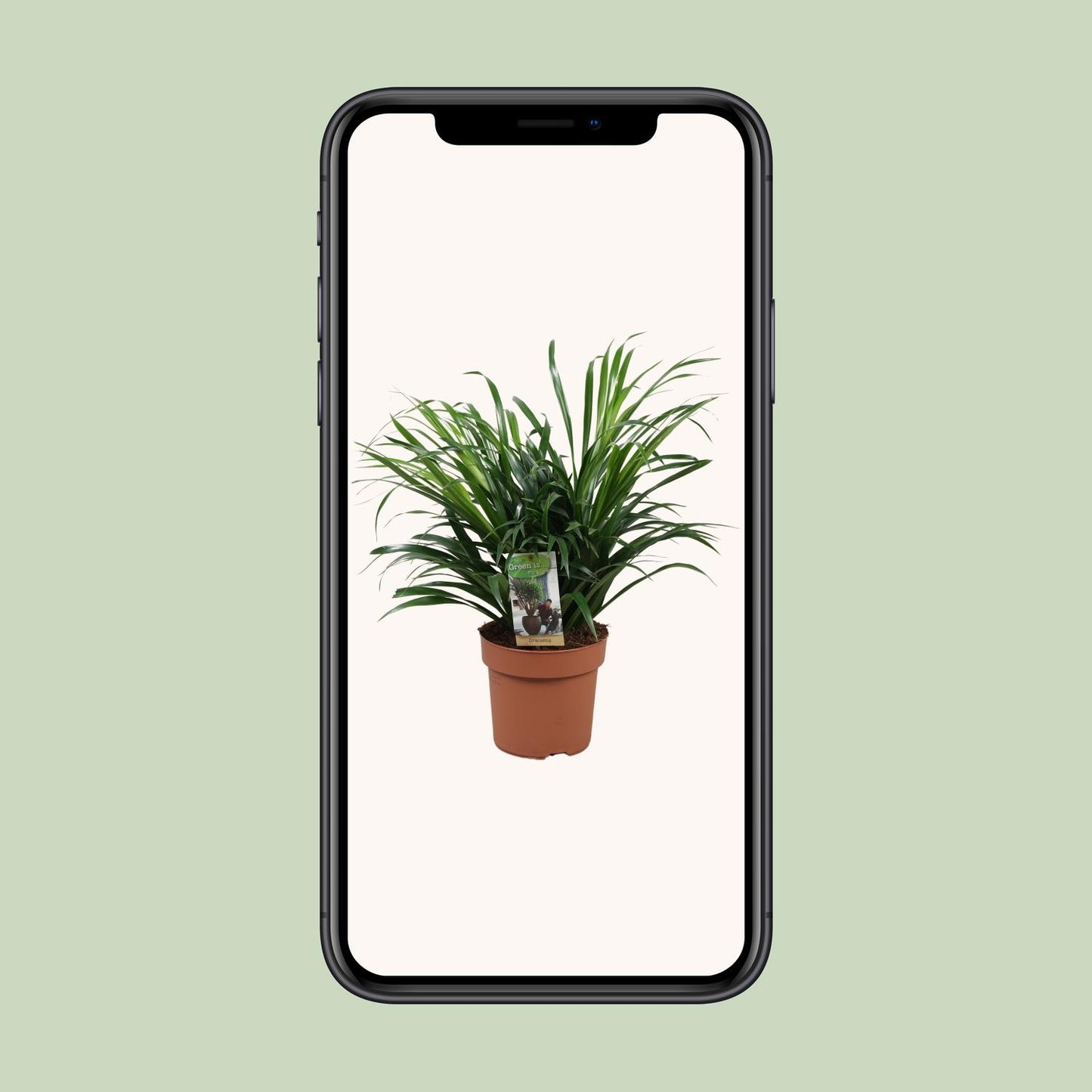 Dracaena Anita - Ø17cm - ↕45cm - Pflanzfix24