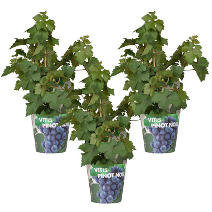 3x - Vitis Pixie 'Pinot Noir' - ↨30cm - Ø14 - Pflanzfix24.de - Pflanzfix24.de