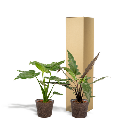 Alocasia Cucullata & Lauterbachiana Set + Korb Igmar - Pflanzfix24
