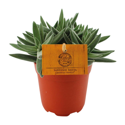 Crassula Tenelli - Ø11cm - ↕15cm bei Pflanzfix24