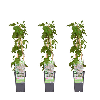 3x Fallopia baldschuanica Ø15cm Set | pflanzfix24