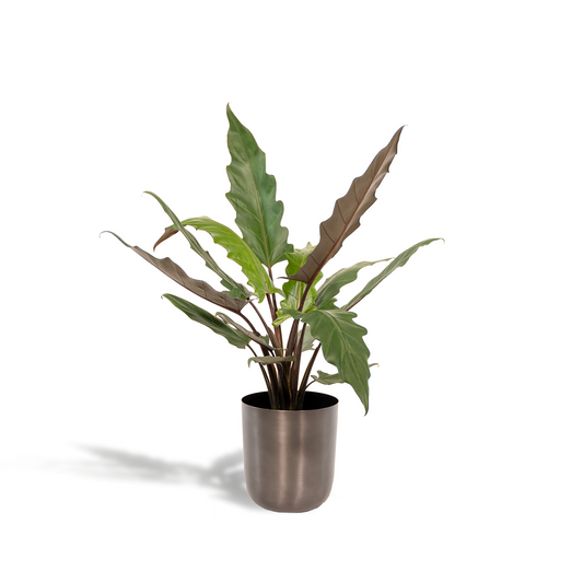 Alocasia Lauterbachiana - Ø19cm - ↕80cm + Topf Mayk Lead - Pflanzfix24