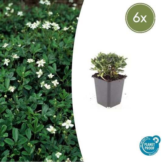 6x Potentilla tridentata 'Nuuk' - Bodendecker - Pflanzfix24.de - Pflanzfix24.de