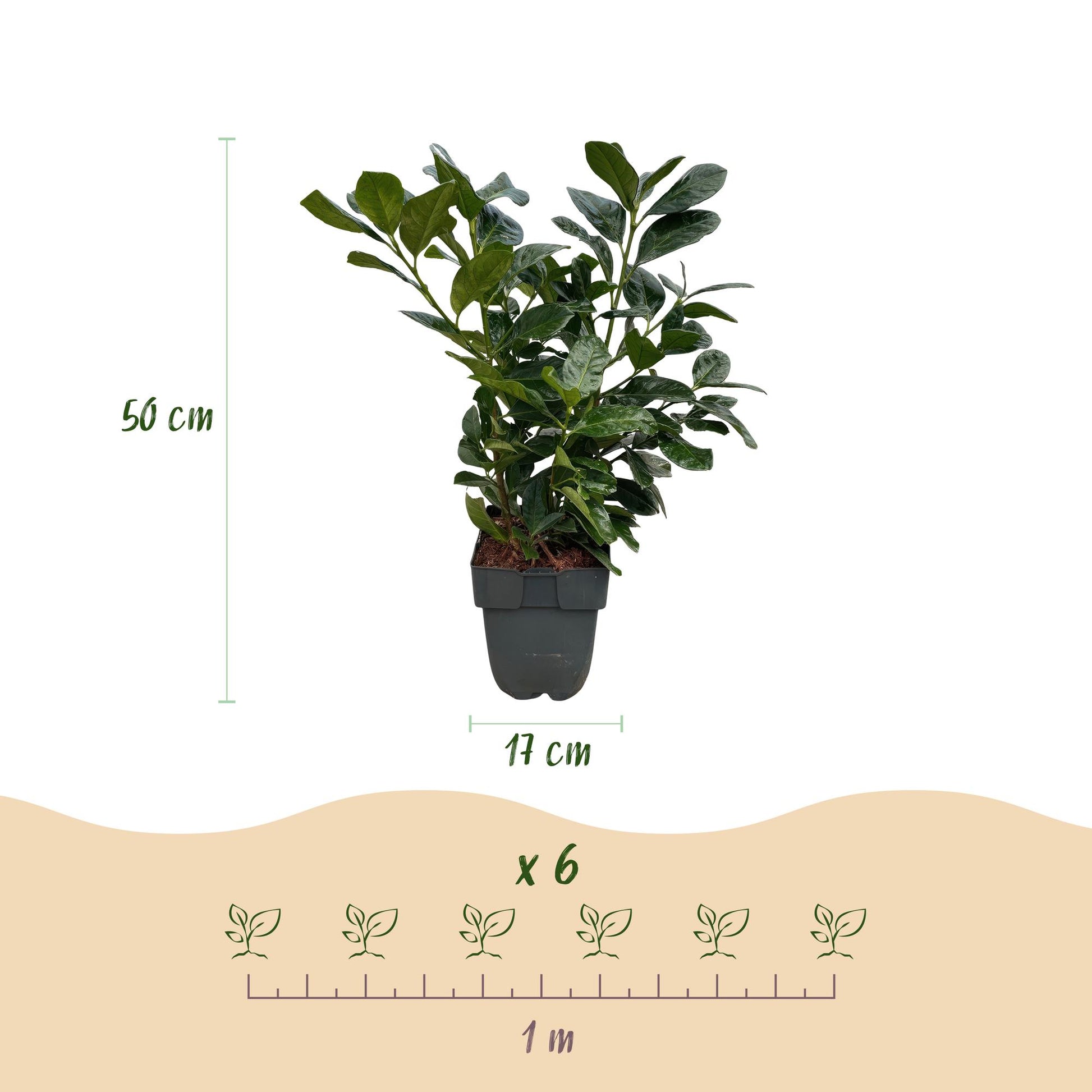 GreenboutiQ - Heckenpflanzen - Prunus laurocerasus Etna - Blatt grün - 6 Pflanzen - 1 laufender Meter - immergrün - Topf 17cm Höhe 50cm - Pflanzfix24.de