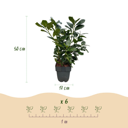 GreenboutiQ - Heckenpflanzen - Prunus laurocerasus Etna - Blatt grün - 6 Pflanzen - 1 laufender Meter - immergrün - Topf 17cm Höhe 50cm - Pflanzfix24.de