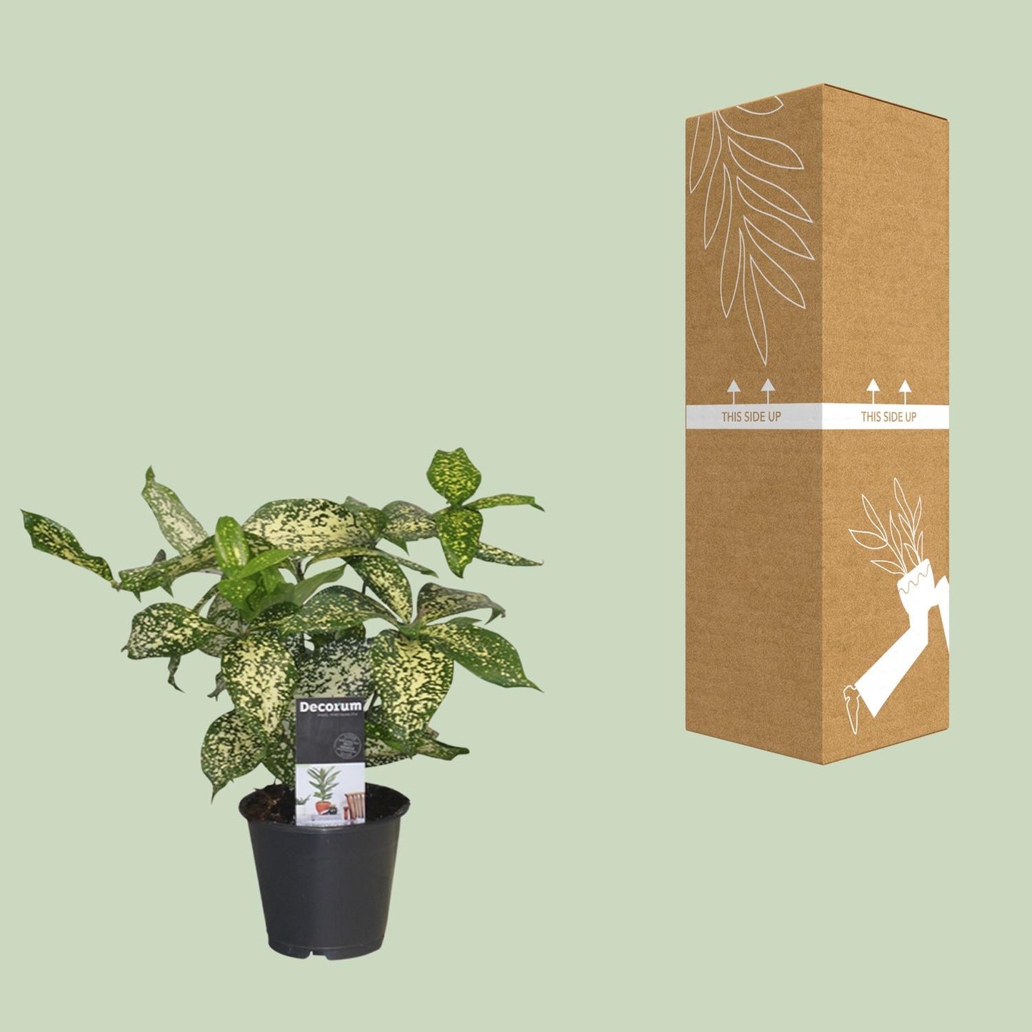 Dracaena Godsefiana - Ø12cm - ↕25cm - Pflanzfix24