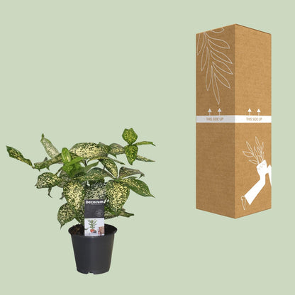Dracaena Godsefiana - Ø12cm - ↕25cm - Pflanzfix24