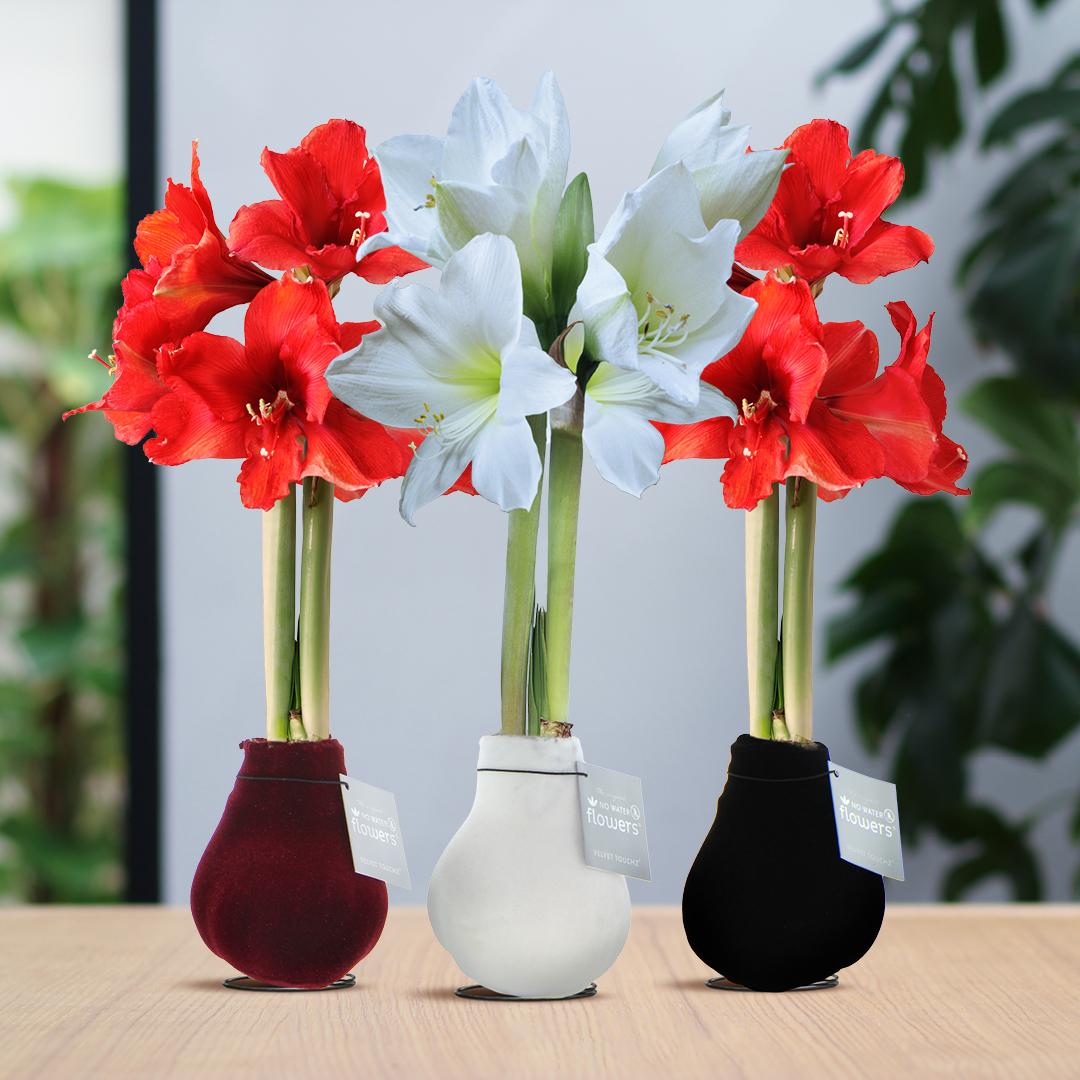 No Water Flowers® (wax amaryllis) | Velvet Touchz® Classic Mix (3 pack) + Red & White flower - Pflanzfix24