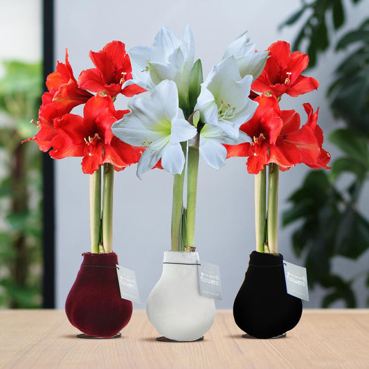 No Water Flowers® (wax amaryllis) | Velvet Touchz® Classic Mix (3 pack) + Red & White flower - Pflanzfix24