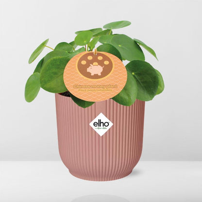 Pilea Peperomioides 12cm in ELHO Vibes Fold 14cm roze – Pflanzfix24