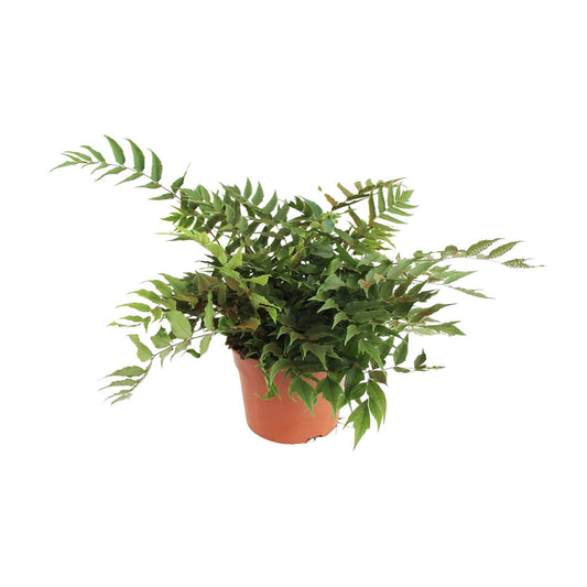 Cyrtomium Fortunei Clivicola - Ø24cm - ↕45cm bei Pflanzfix24