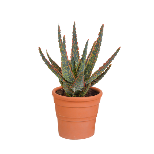 Aloe zebrina Dannyz 10,5cm in Terrakotta-Topf - Pflanzfix24.de - Pflanzfix24.de