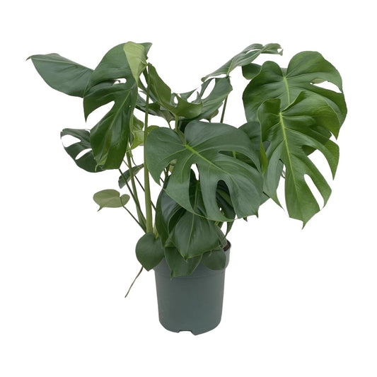 Monstera Deliciosa - Ø24cm - ↕80cm bei Pflanzfix24