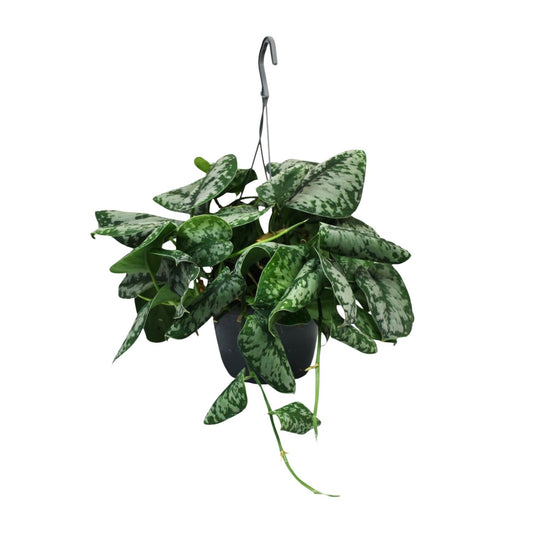 Scindapsus Pictus Trebie - Ø15cm - ↕35cm - Pflanzfix24