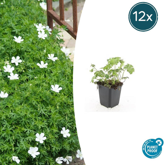 12x Geranium sang. 'Album' - ↕10-25cm - Ø9cm - Pflanzfix24
