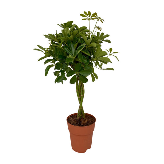 Schefflera Compacta Ø19cm, 80cm | Pflegeleichter Schirmbaum | Pflanzfix24.de - Pflanzfix24.de