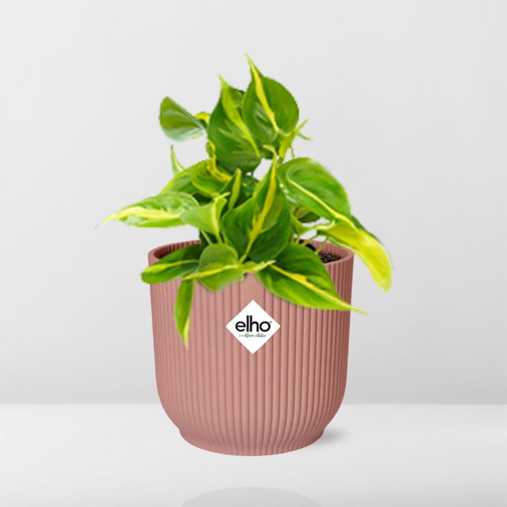 Philodendron Scandens Brasil Ø14cm rosa – Zimmerpflanze | Pflanzfix24.de